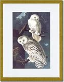 Gold Framed/Matted Print 17x23, Snowy Owl