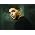 Thumbnail image of Drake