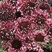 Scabiosa 'Beaujolais Bonnets' **First year flowering perennial**