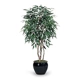 Labs 7' Mango Tree