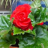 フォーチュンベゴニア：スカーレット3.5号ポット3株セット