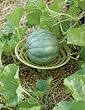 Melon and Squash Cradles, Set of 6