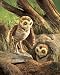Burrowing Owl 11 Puppet Plush Stuffed Animal Toy