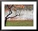 Tree and Wall at Seodaemun Prison, North of River, Seoul, South Korea World Culture Framed Art Poster Print by Anthony Plummer, 31x25