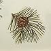 Pinzon-160-Gram-Printed-Cotton-Flannel-King-Sheet-Set,-Pine-Cones_2.jpg