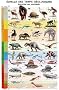 Echelle des temps g�ologiques