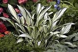 Fireworks Hosta 51GV9WK92eL. SL160 Fireworks Hosta