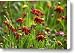 Coreopsis Garden Canvas Print / Canvas Art - Artist Barbara Lee White