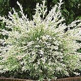 Hakuro Nishiki Willow