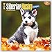 Siberian Husky Puppies 2016 Calendar