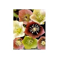 Lenten Rose 25 Seeds/Seed - Helleborus
