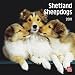 image 36 - Shetland Sheepdogs 2010 Wall