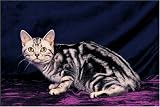 300 Piece American Short Hair Cat Jigsaw Puzzle