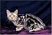 american shorthair - 300 Piece American Short Hair Cat Jigsaw Puzzle