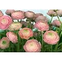Gentle Rose - 12' 1" x 8' 4"