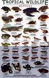 Reptiles (Tropical Wildlife Field Guide)
