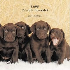 Labs: Lightweights Littermates