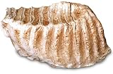 Mammoth Tooth