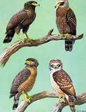 EAGLES HAWKS & FALCONS PHILIPPINE SERPENT EAGLE PLATE