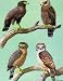EAGLES HAWKS & FALCONS PHILIPPINE SERPENT EAGLE PLATE