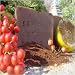 Brazilian Espresso Luxury Soap Bar with Cocoa Butter and Essential Oils 6 Oz