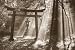 Torii Shrine (Sunlight, B&W) Art Poster Print - 24
