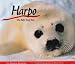 Harpo, the Baby Harp Seal