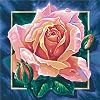 Schipper 9250 409 - Malen nach Zahlen Rosa Rose, 40x40 cm