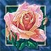 Schipper 9250 409 - Malen nach Zahlen Rosa Rose; 40x40cm