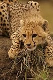 Cheetah Cub Likking - 60"H x 40"W - Peel and Stick Wall Decal by Wallmonkeys