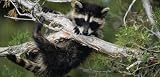 Raccoon - Rear Window Graphic 60