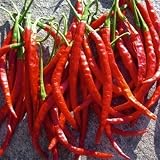 De Arbol - rotes, scharfes Chili - 10 Samen
