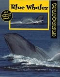 Blue Whales (Wild World)