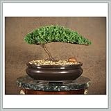 Juniper Bonsai Tree