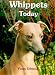 Whippets Today