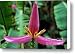 Pink banana flower growing on the island of Tanna Canvas Print / Canvas Art - Artist Sami Sarkis