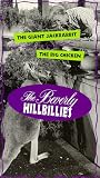Beverly Hillbillies, Vol, 6: The Giant Jackrabbit & The Big Chicken [VHS]