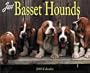 Just Basset Hounds