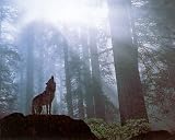 Grey Wolf Howling In The Wild 16x20 Art Print