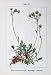 Saxifraga Moschata Flowers Sturms 1902 Aizoides Plants