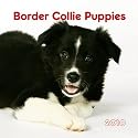 Border Collie Puppies 2010 7x7 Mini: Mini - 7x7