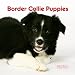 Border Collie Puppies 2010 Mini Wall