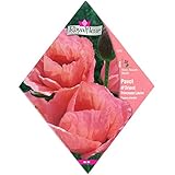 [春・秋まき　花タネ][フランス花の種]オリエンタルポピー プリンセス・ロージー *