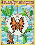 BUTTERFLY LIFE CYCLE FRIENDLY CHART