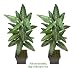 TWO 5' Philodendron Artificial Tropical Plants, with No Pot