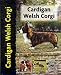 Cardigan Welsh Corgi (Petlove) width=