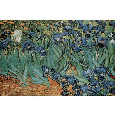 Vincent Van Gogh Garden of Irises Art Print Poster - 24x36 Poster Print by Vincent van Gogh, 36x24 Fine Art Poster Print by Vincent van Gogh, 36x24