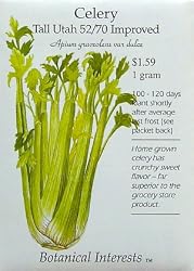 Celery Tall Utah Improved Seeds 250 Seeds