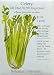 Celery Tall Utah Improved Seeds 250 Seeds