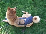 Joybies Patriotic Denim Piddle Pants(tm) for XXXX Large Female Dog (Measuring 32-34 from Collar to Base of Tail)